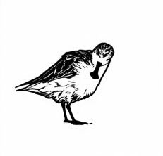 spoon-billed sandpiper logo