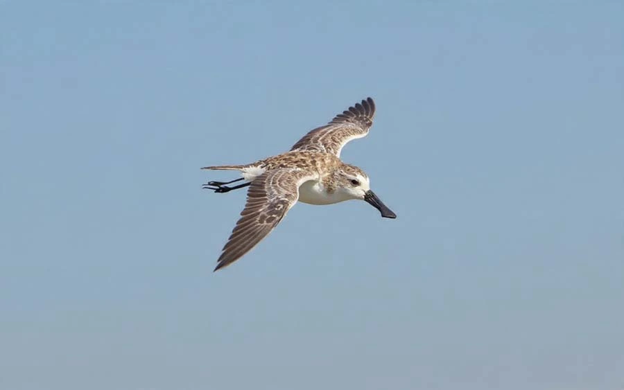 spoon-billed sandpiper thailand