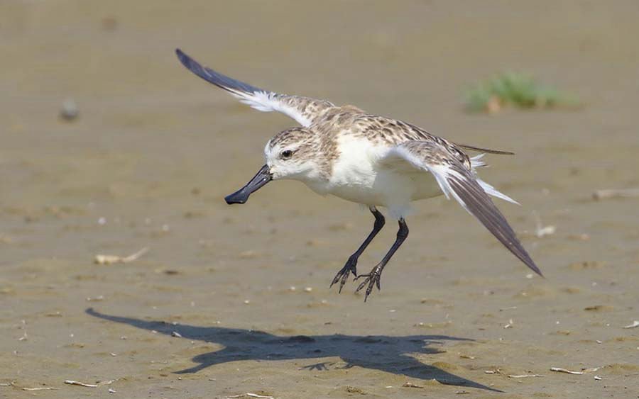 spoon billedsandpiper