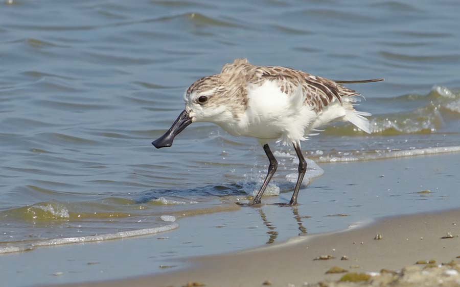spoonbilledsandpiper thailand