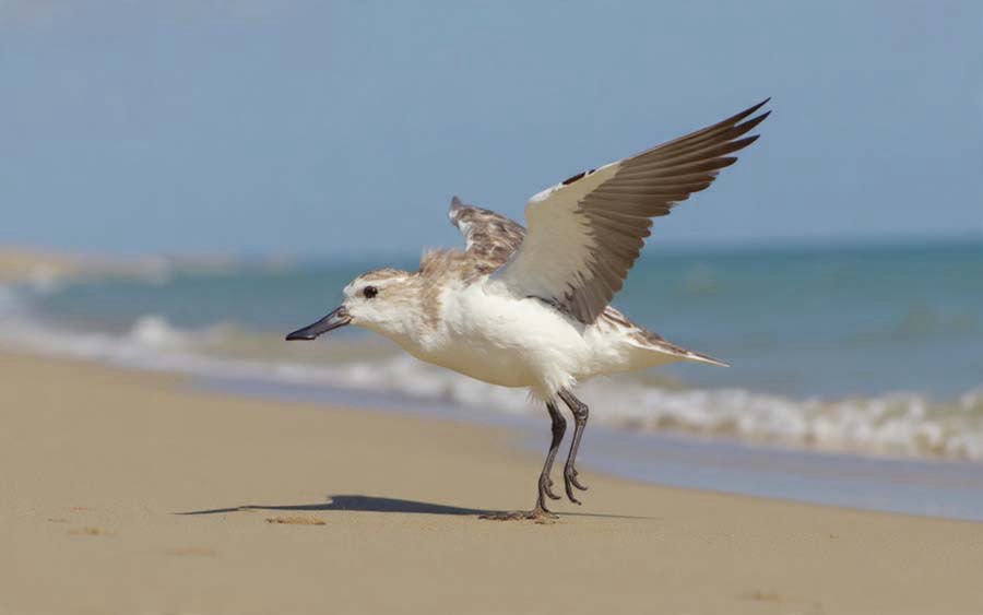 thailand spoon billed sandpiper
